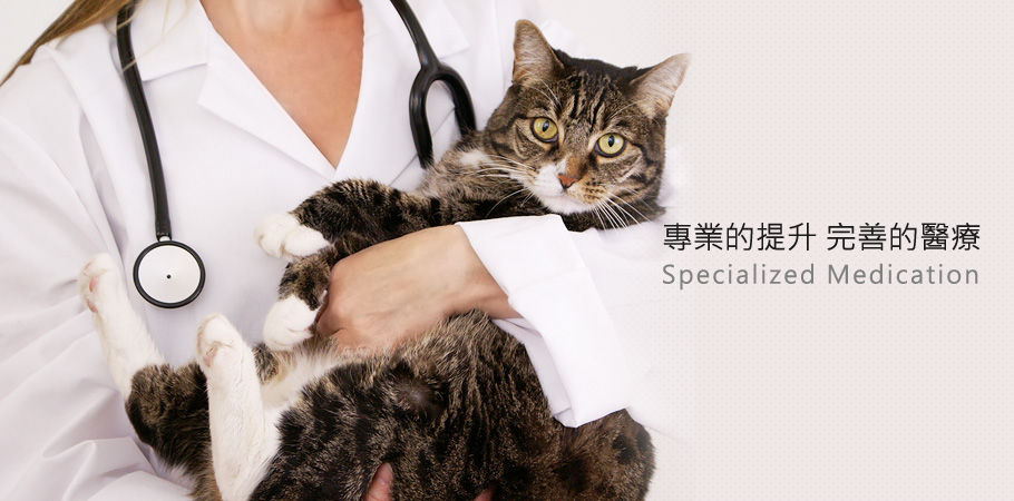 專業的提升 完善的醫療 尼昂貓科