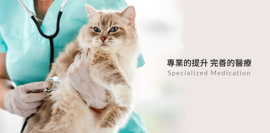 專業的提升 完善的醫療 尼昂貓科